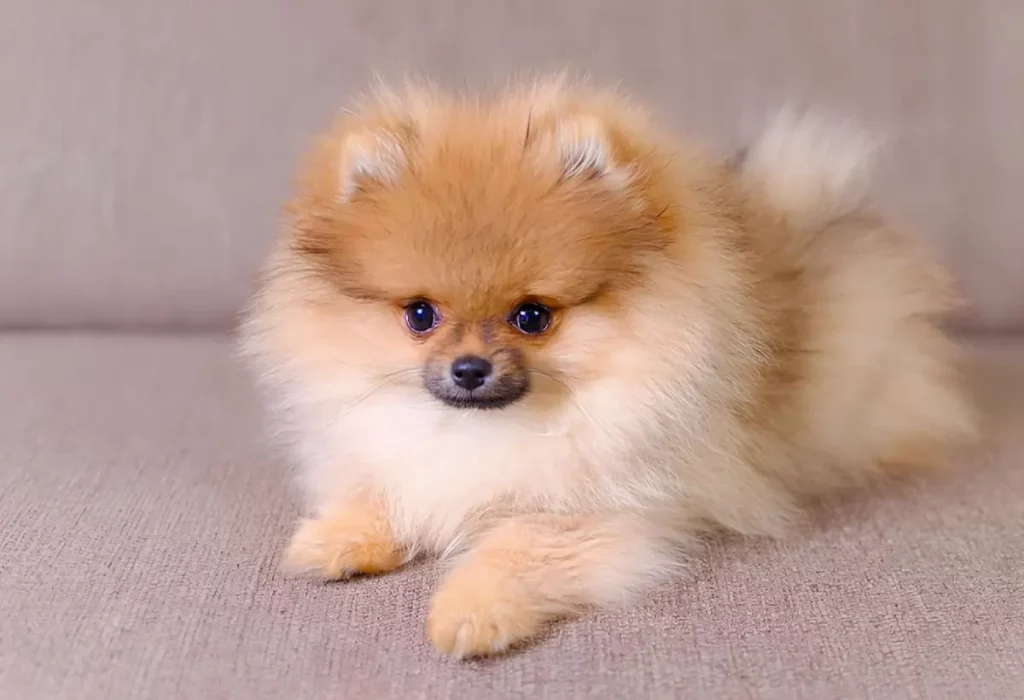 Um Lulu da Pomerânia macho