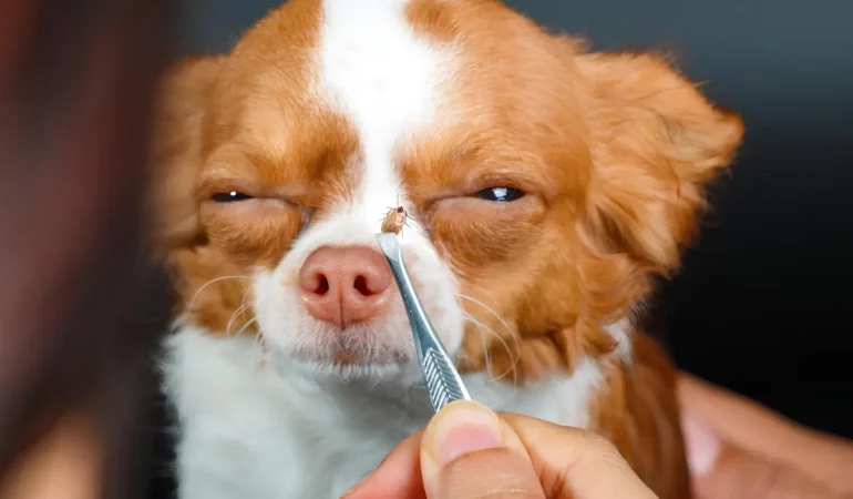 um cachorro com parasita carrapato.