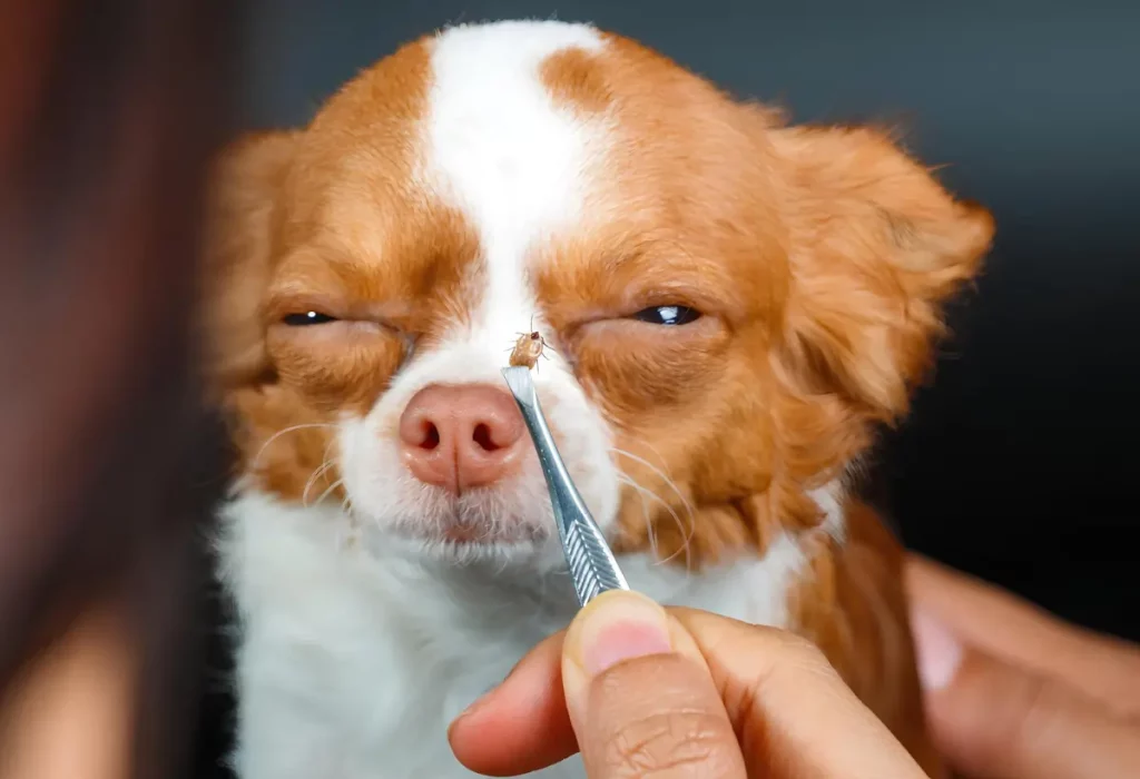 um cachorro com carrapato.