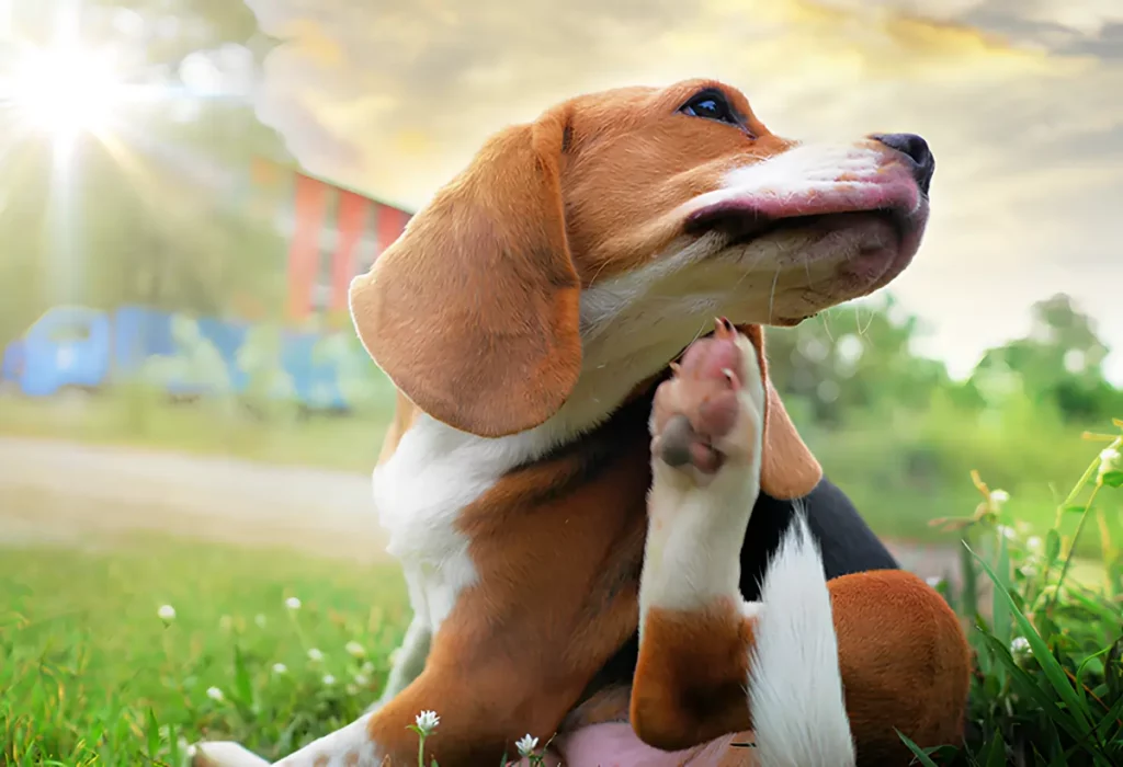 um cachorro com parasita da pulga.