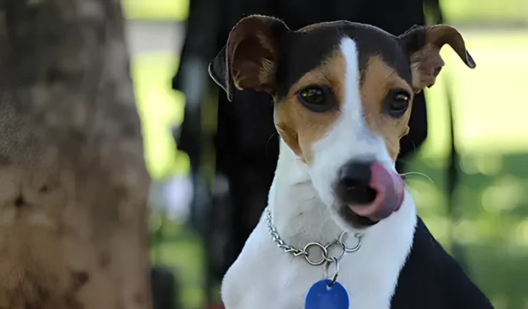 Um cachorro com uma plaquinha de identificação.