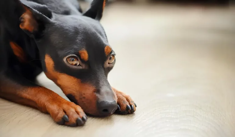 um cão com síndrome do cachorro pequeno.