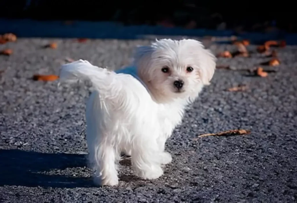 um cão com síndrome do cachorro pequeno.