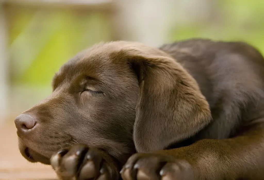 um cachorro domrmindo