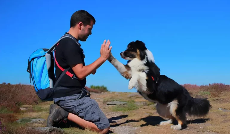 um cão com seu tutor fazendo treinos.