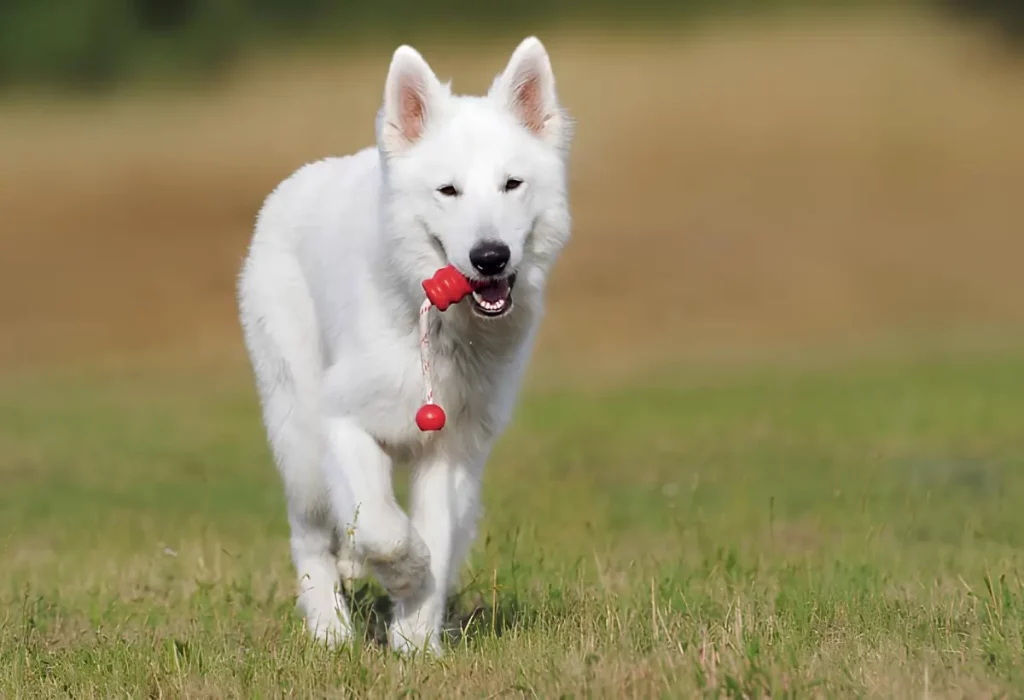 um cão com seu brinquedo