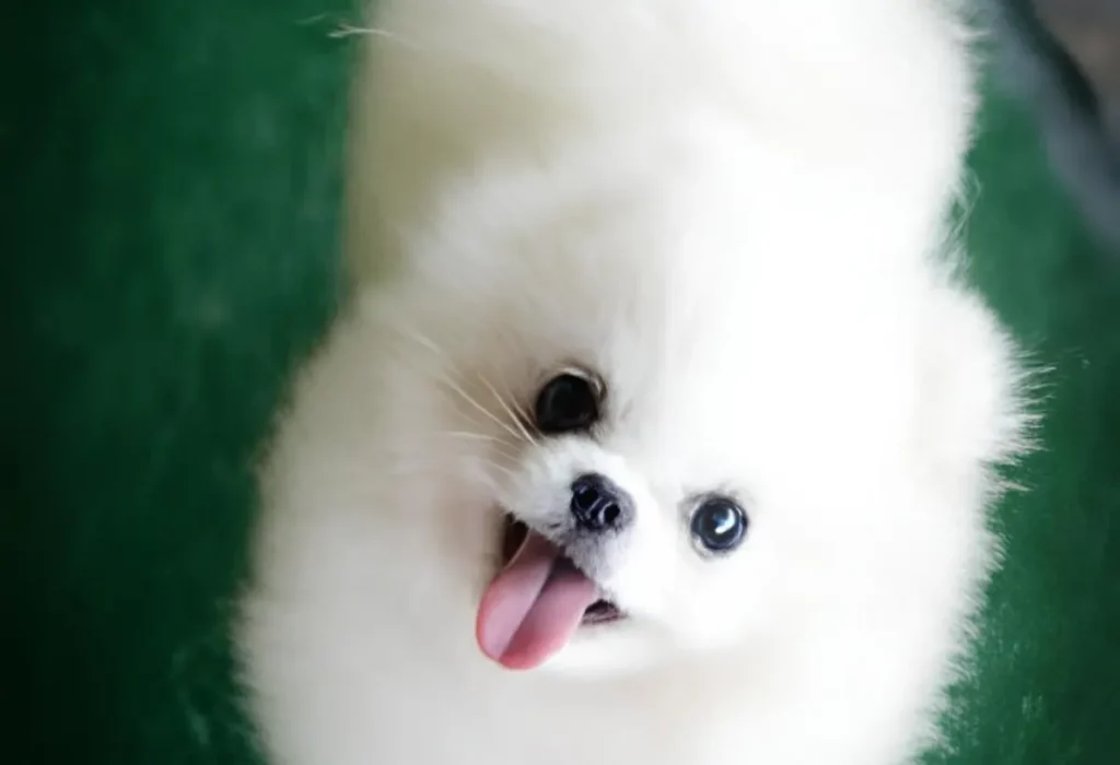 um cachorro da raça lulu da pomerânia