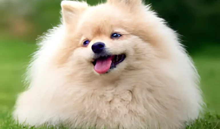 um cão da raça lulu da pomerânia