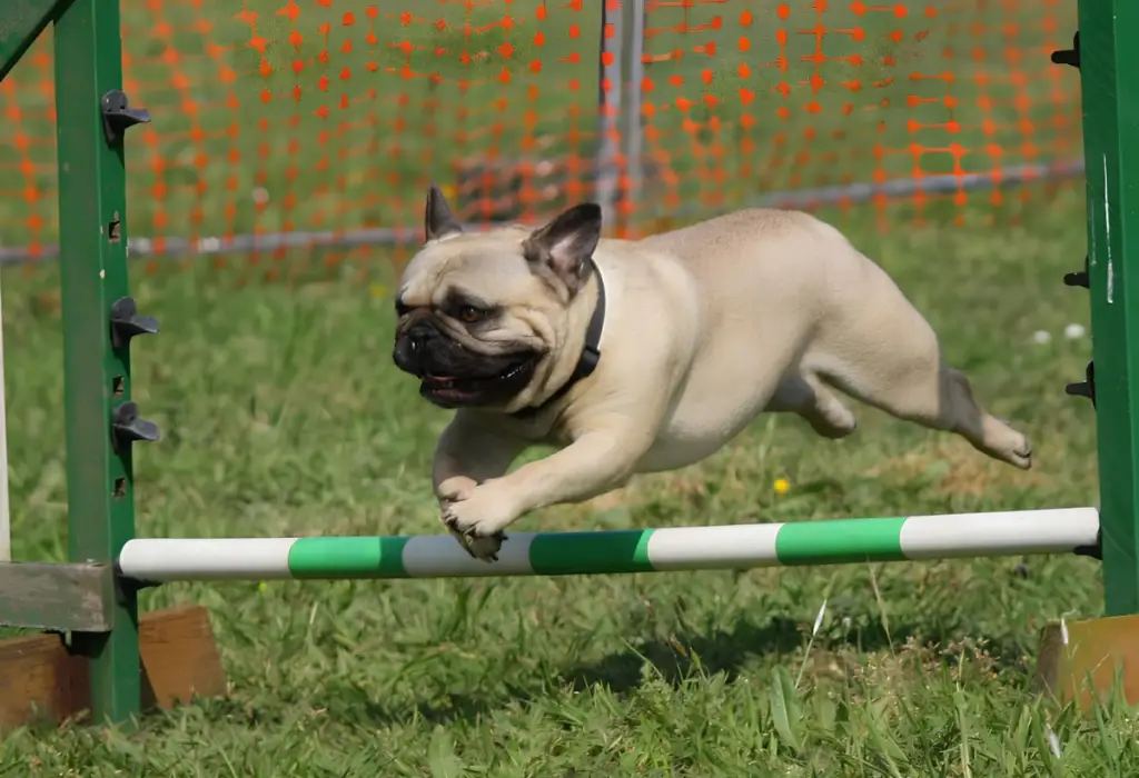 um cachorro fazendo atividade física.