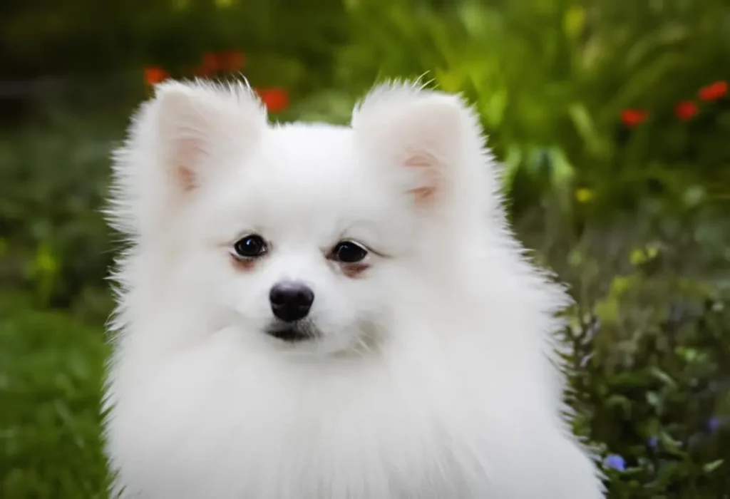 Um Lulu da pomerânia com medo.