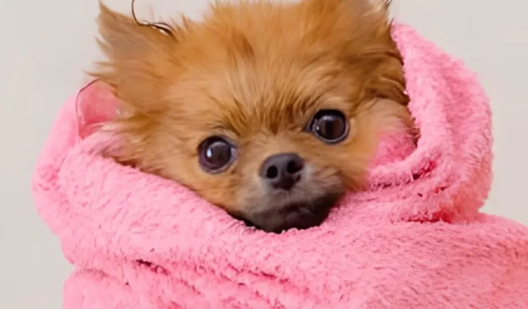 um cachorro da raça lulu da pomerânia com medo.