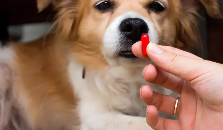 um cachorro e a sua frente uma pessoa dando medicação anti-inflamatório para ele.