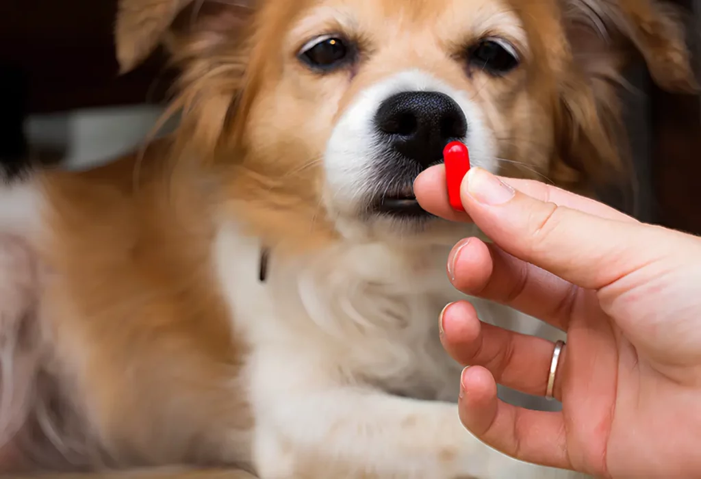 um cachorro fazendo uso de anti-inflamatório.