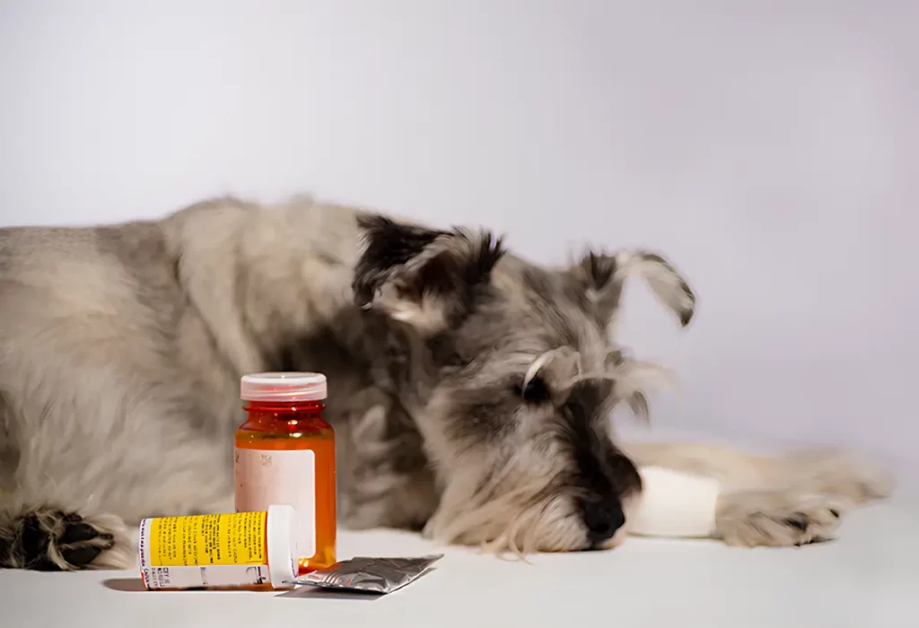 cães que fazem uso de anti-inflamatório.
