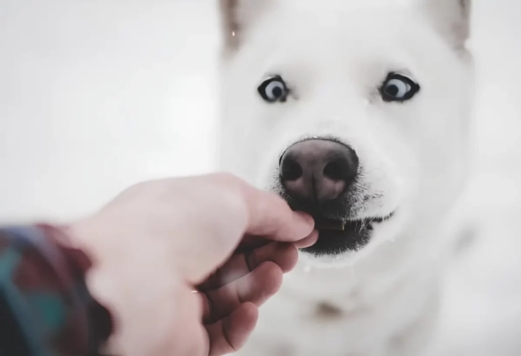 Um cachorro fazendo uso de antibiótico de humano para tratamento.