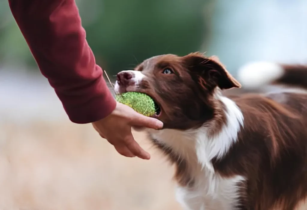 um cachorro com possessividade de seus brinquedos.