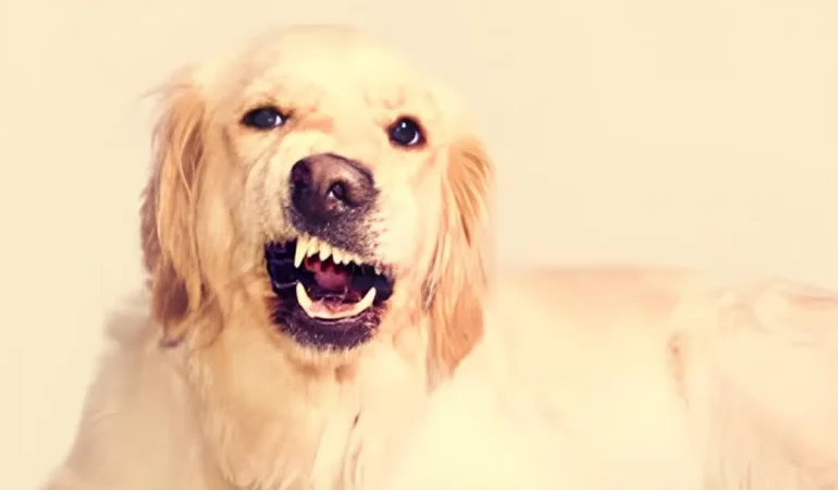 um cachorro agressivo.