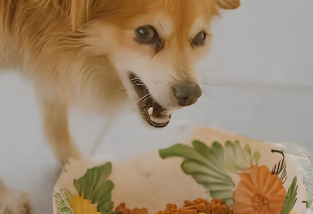 um cachorro com agressividade por causa da sua comida.
