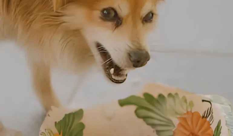 um cachorro agressivo por causa da sua comida.