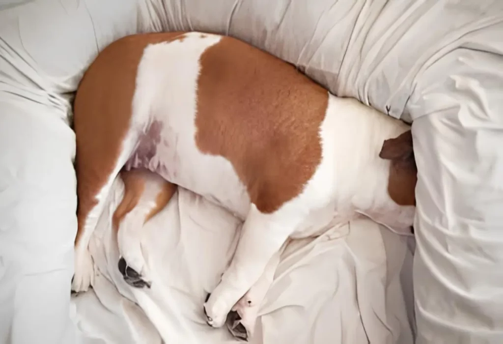 um cachorro com dor de barriga