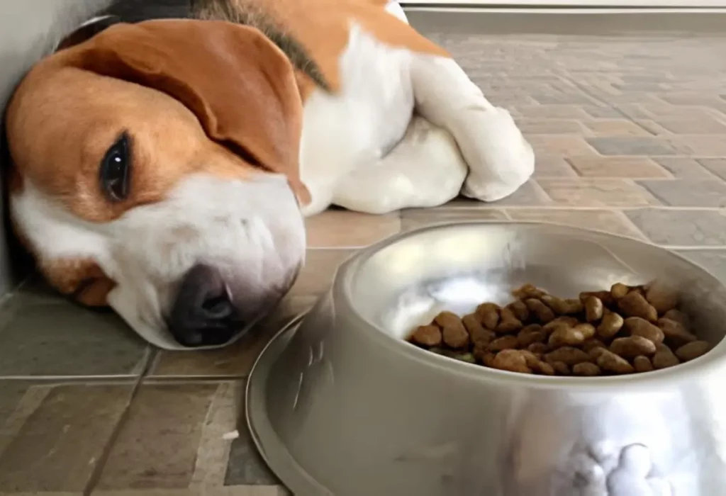 Um cachorro deitado com dor de barriga .