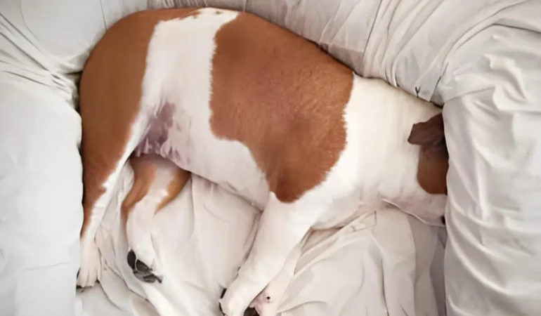 um cachorro com dor de barriga.