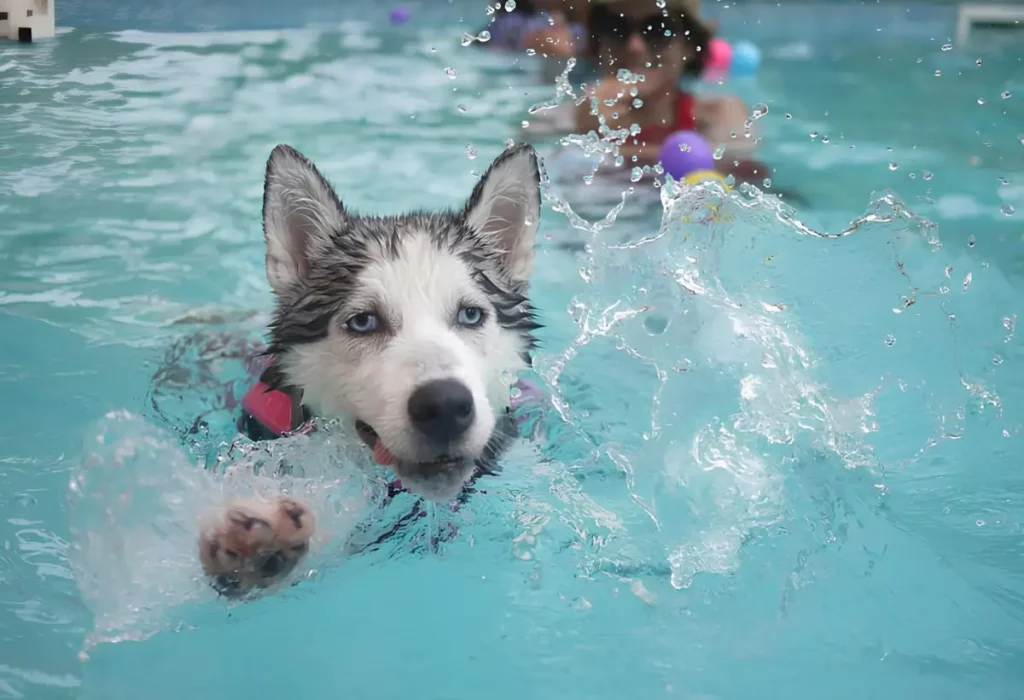 um cão brincando em uma piscina