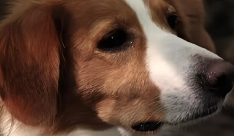 Um cachorro reativo.