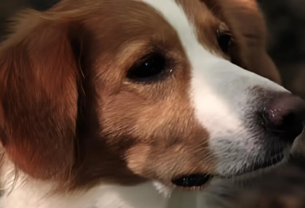 um cachorro com comportamentos reativos.