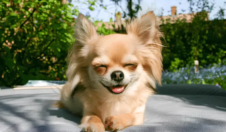 Um cachorro que faz uso de calmante.