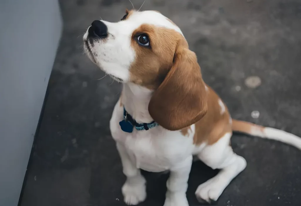 cachorro com medo de passeios.