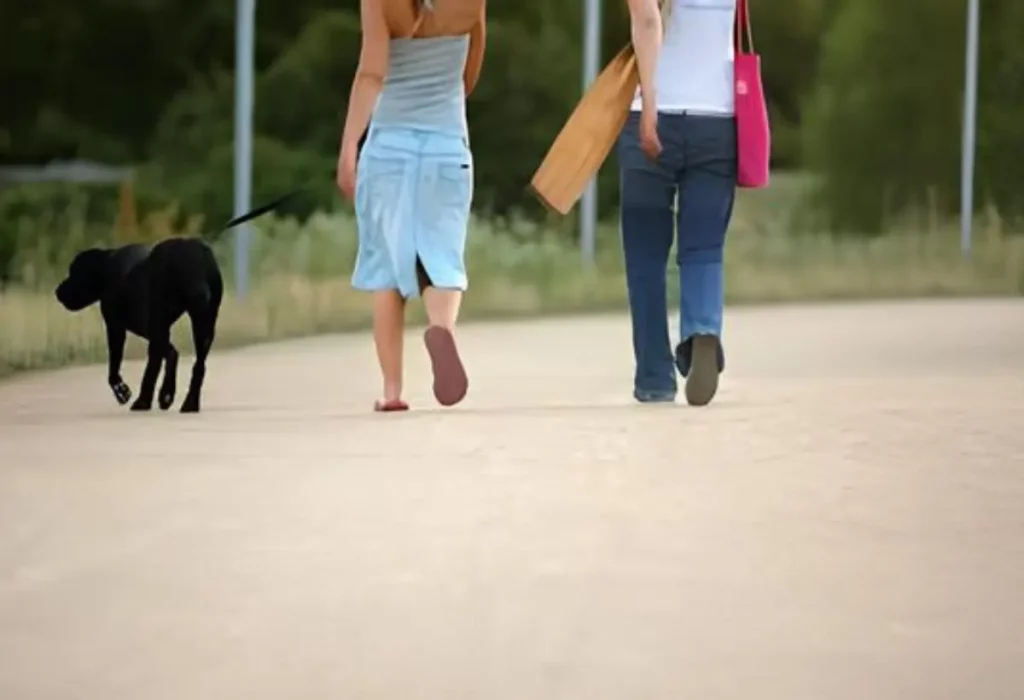 cachorro com medo de passeios.