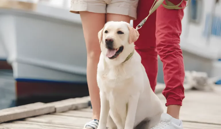 um cachorro com uma coleira ideal.