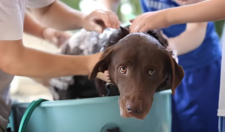 cachorro tomando um banho com seus tutores