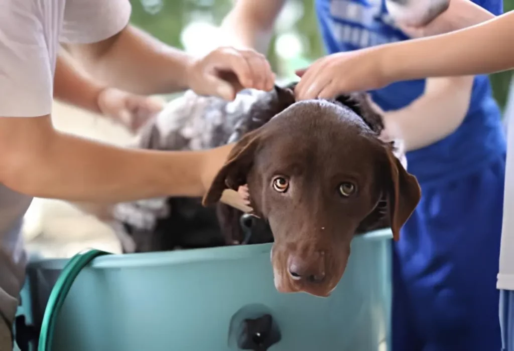 um cachorro tomando banho