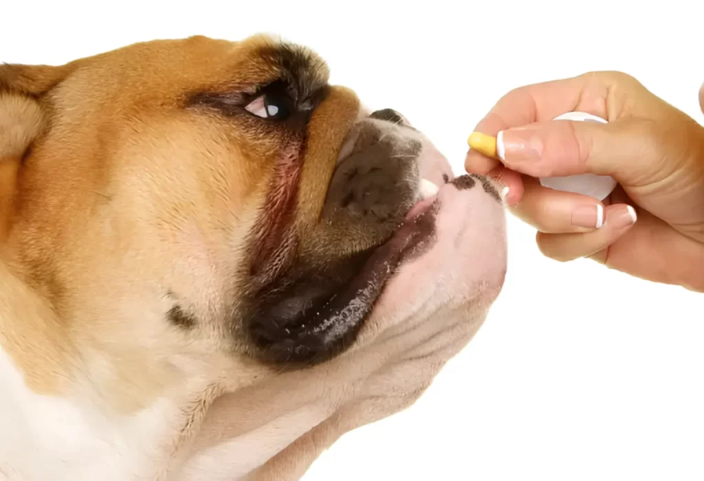 Um cachorro tomando medicação