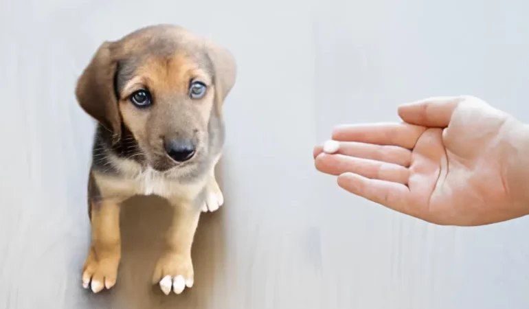Uso de imosec em cães.