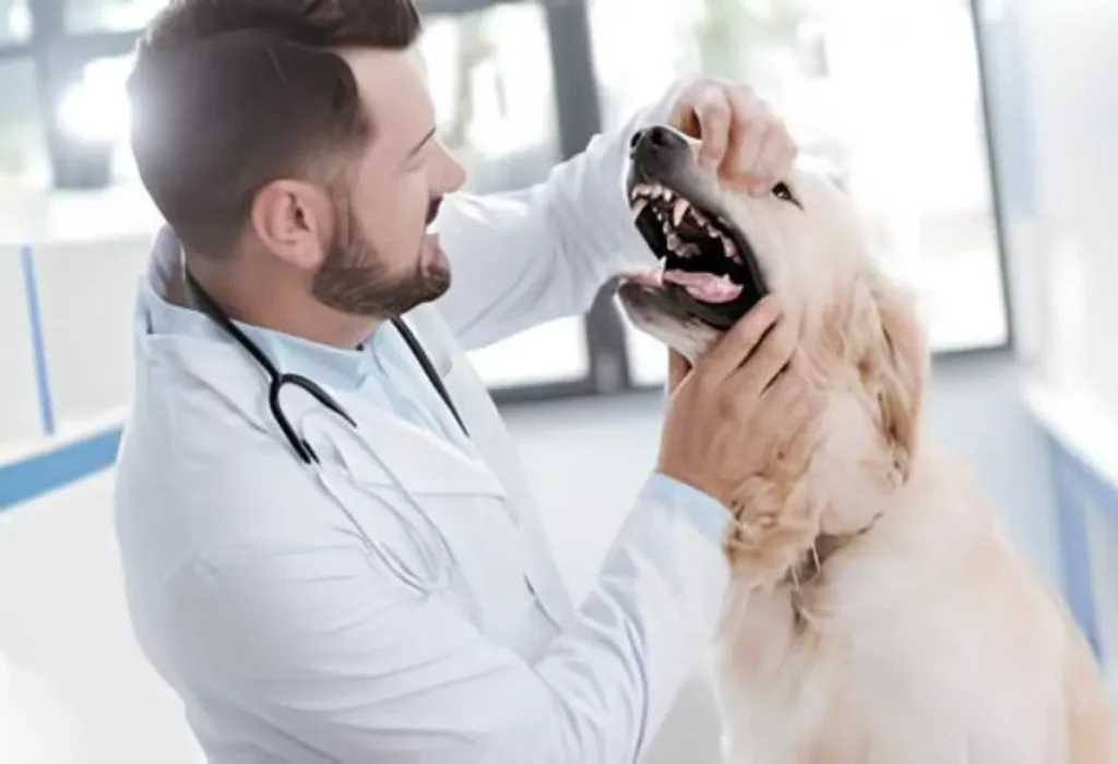 um cachorro com um veterinário examinado porque ele ingeriu um corpos estranhos.
