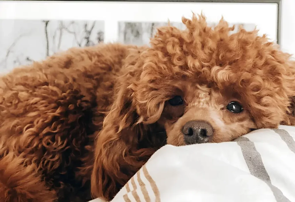um cachorro com febre e que acabou de fazer uso de ibuprofeno.