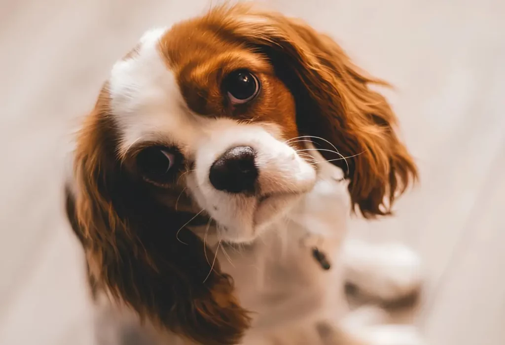 um cachorro com dor.