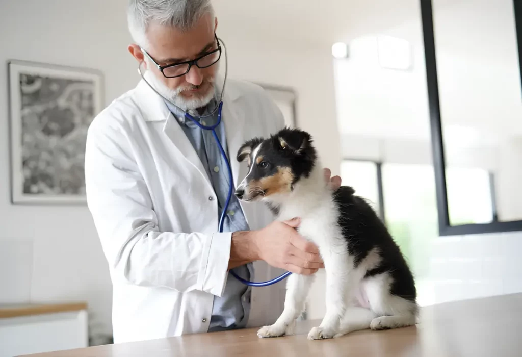 Um cachorro em consulta com veterinário.