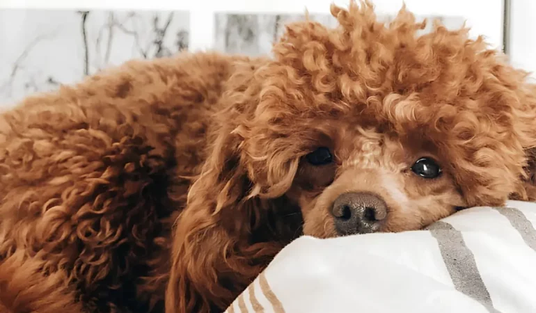 Um cachorro que tomou um ibuprofeno.