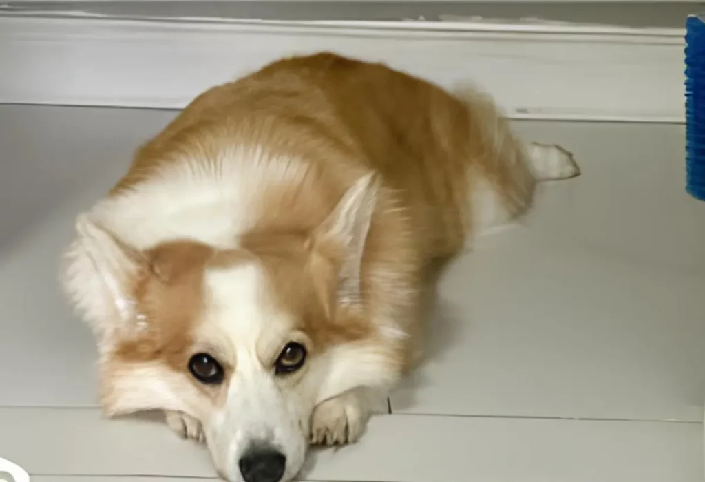 Um cachorro na adolecencia.