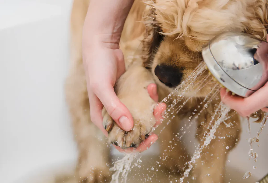 um cachorro sendo higienizado após um passeio.