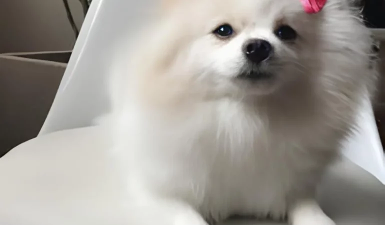 um cachorro da raça lulu da pomerânia.