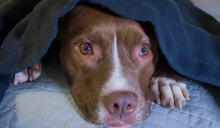 Um cachorro que sofre de medo e fobia.