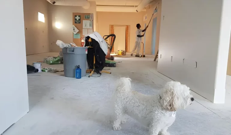 uma casa sendo feito reforma com a presença de uma cachorro.