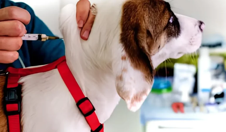 Um cachorro tomando vacina.