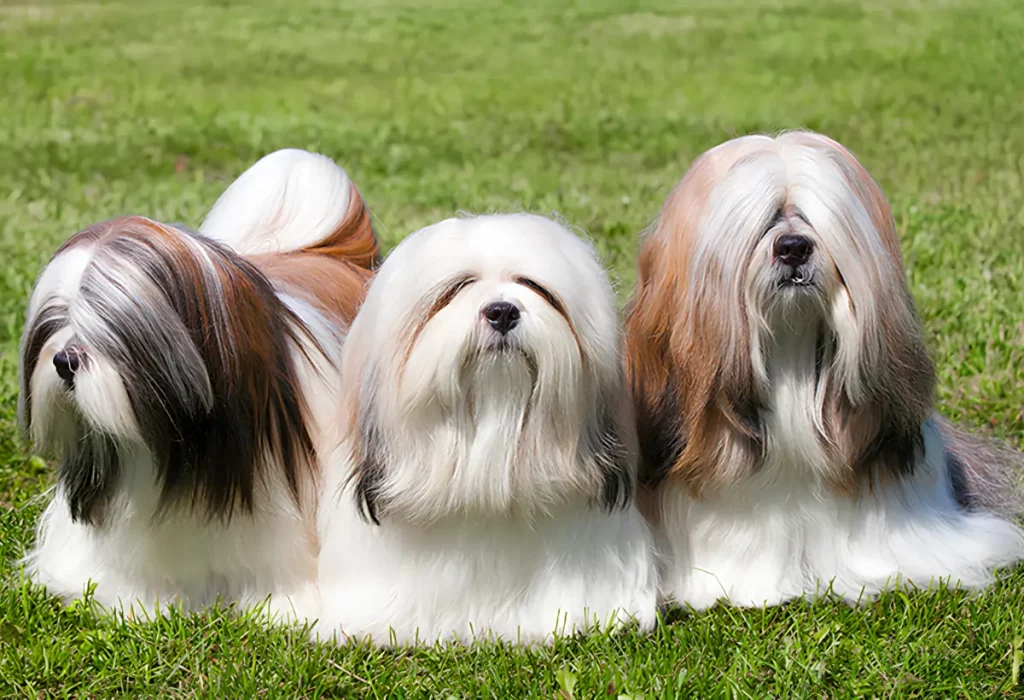tres cachorros com a pelagem saudável