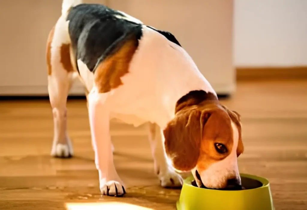 um cachorro fazendo uma dieta balanceada para obter uma pelagem saudável.
